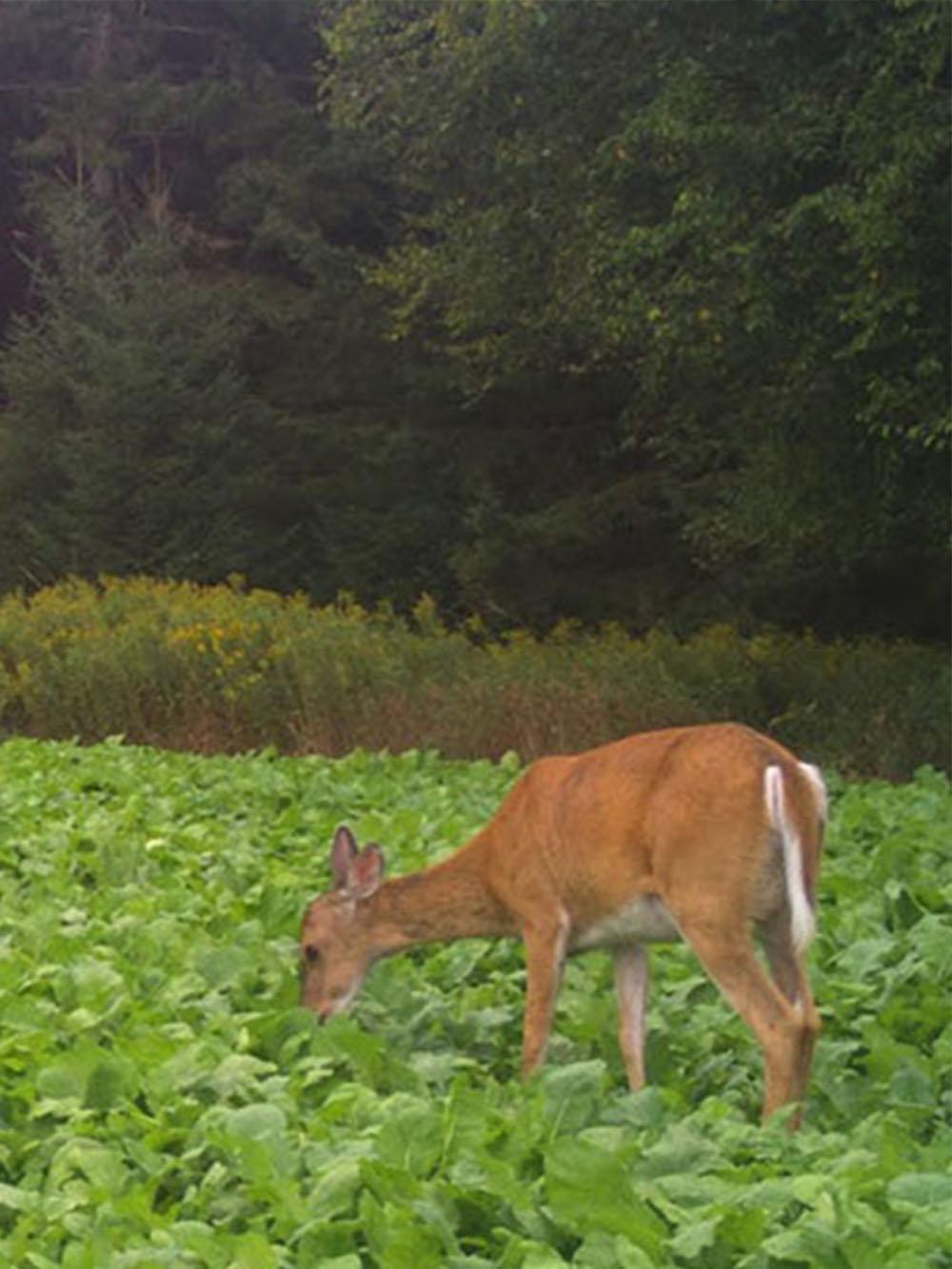 Autumn Buffet Food Plot Mix